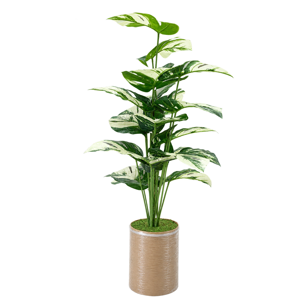 Trio Botanica
