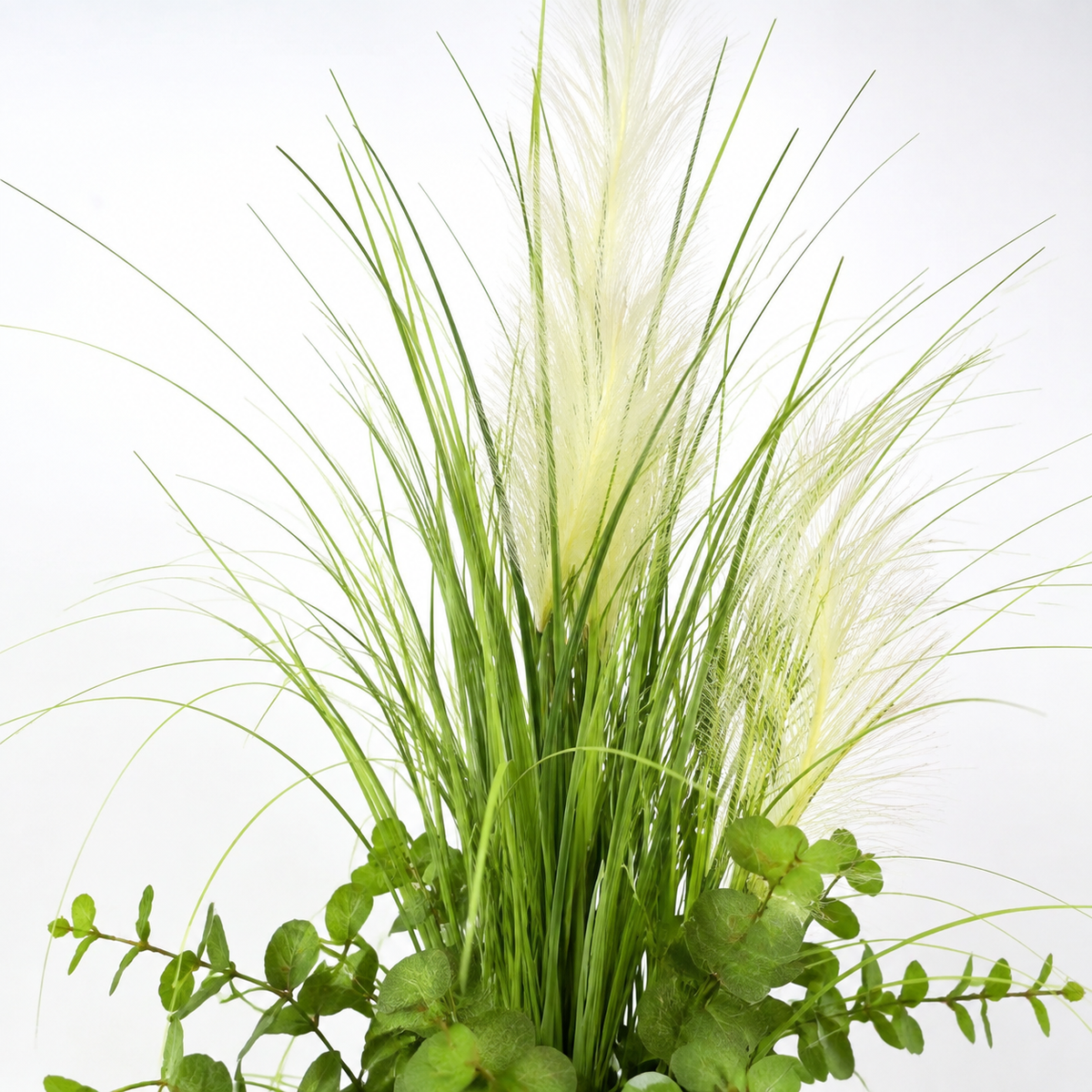 plante unique