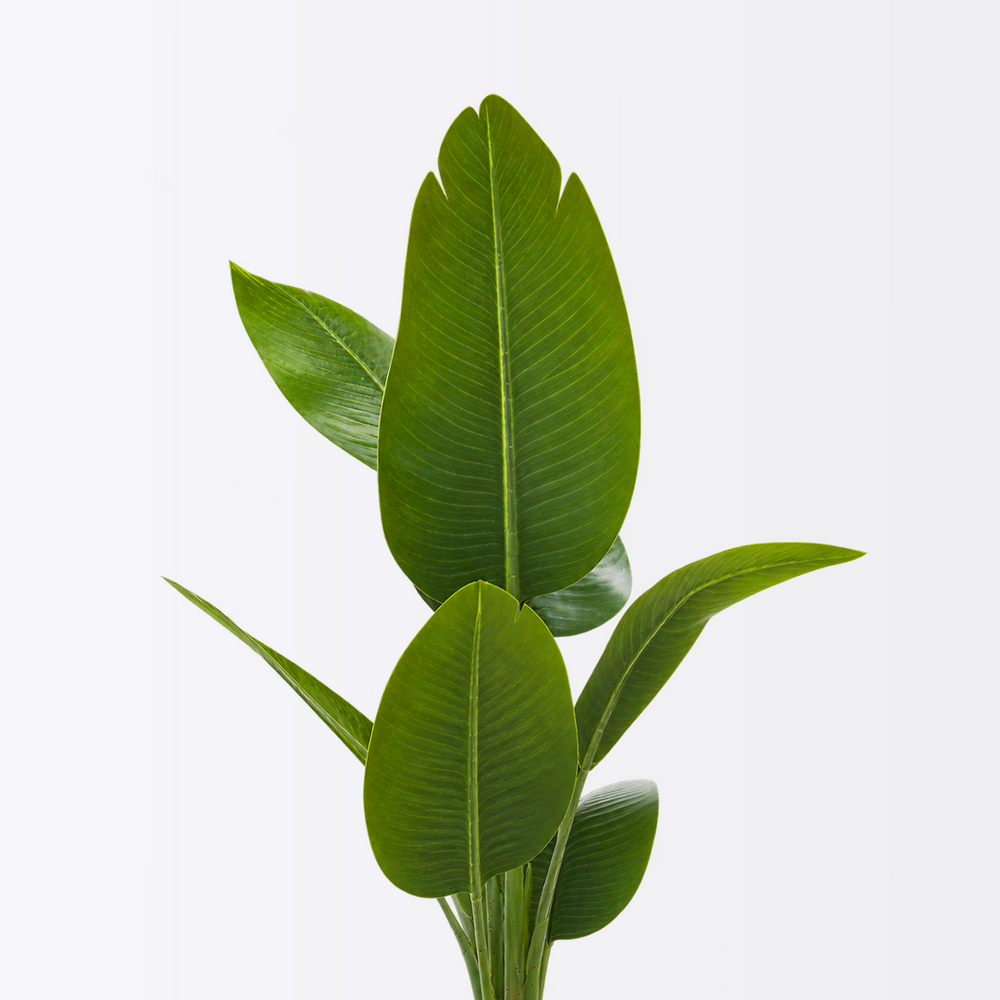 🌿 نبتة الموز الاستوائية الصناعية – 1.20 متر